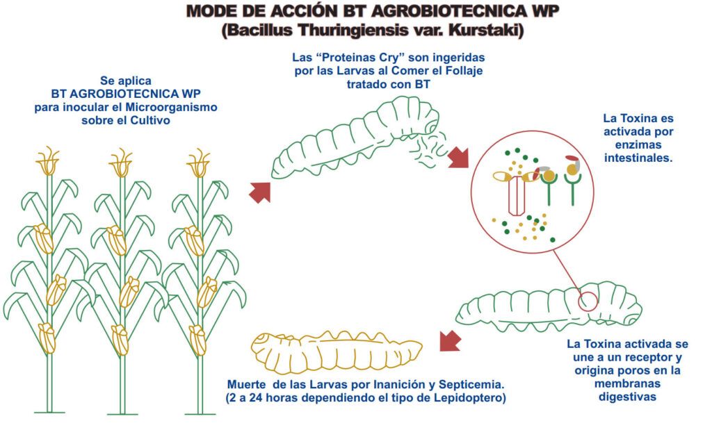 Bt Agrobiotecnica Wp Bacillus Thuringiensis Var Kurstaki Agrobiotecnica